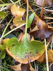 Parnassia fimbriata