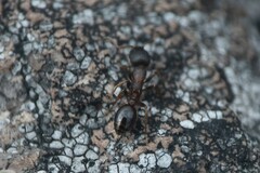 Leptothorax