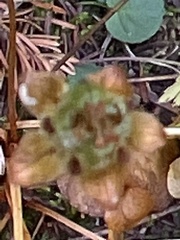 Parnassia fimbriata