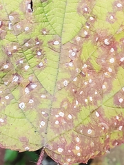 Sphaerulina westendorpii