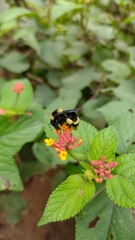 Bombus medius
