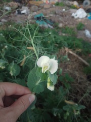 Pisum sativum sativum