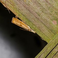 Agriphila ruricolellus