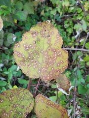 Sphaerulina westendorpii