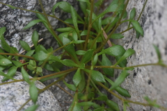 Montia parvifolia