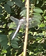 Libellula