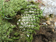 Zostera noltei
