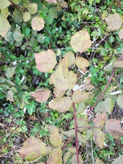 Sphaerulina westendorpii