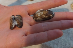 Barbatia domingensis