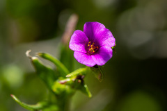 Calandrinia compressa
