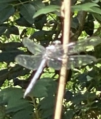 Libellula
