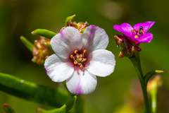 Calandrinia compressa