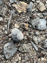 Echinocereus reichenbachii caespitosus