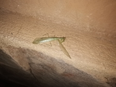 Mantodea