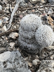 Echinocereus reichenbachii caespitosus