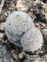 Echinocereus reichenbachii caespitosus
