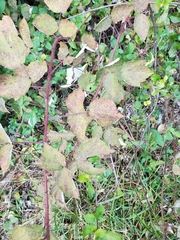 Sphaerulina westendorpii