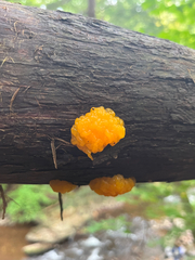 Tremella mesenterica