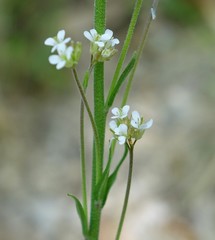 Arabis stenocarpa