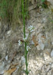 Arabis stenocarpa