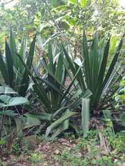 Furcraea