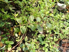 Hypericum formosanum