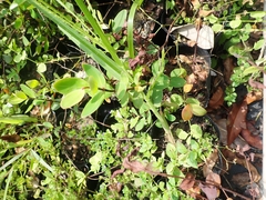 Hypericum formosanum