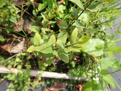 Hypericum formosanum