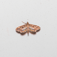 Parapoynx obscuralis