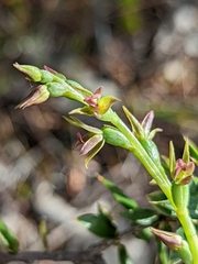 Prasophyllum fecundum