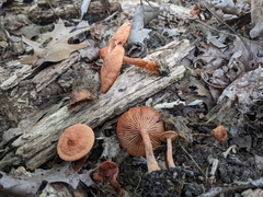 Lactarius camphoratus