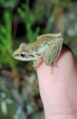 Litoria latopalmata