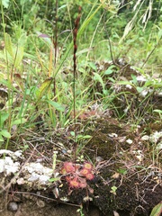 Drosera rotundifolia image