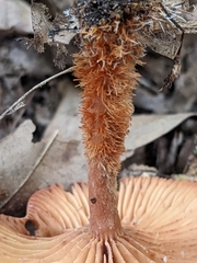 Lactarius camphoratus