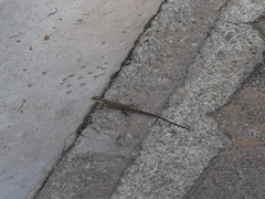 Trachylepis maculilabris