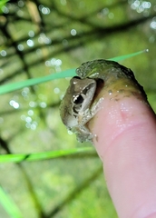 Litoria latopalmata
