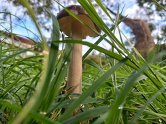Oudemansiella