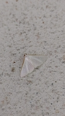 Diaphania costata