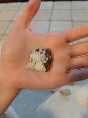 Pinctada imbricata