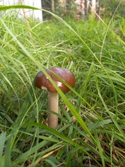 Oudemansiella