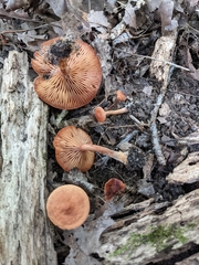 Lactarius camphoratus