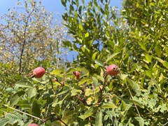 Rosa nutkana