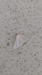 Diaphania costata