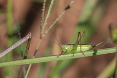 Conocephalus brevipennis