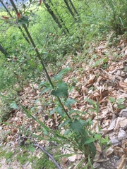 Scrophularia herminii