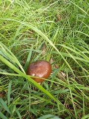 Oudemansiella