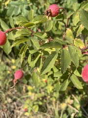 Rosa nutkana