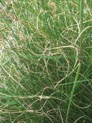 Festuca elegans