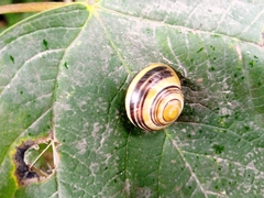 Cepaea nemoralis