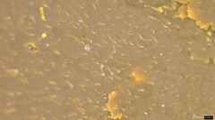 Basidiomycota